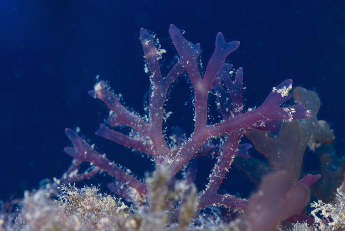 Algue rouge à identifier 