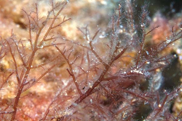 Algue rouge à identifier 