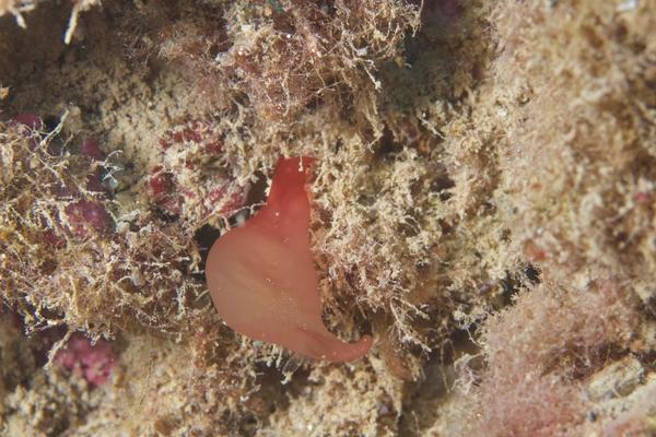 Algue rouge à identifier 