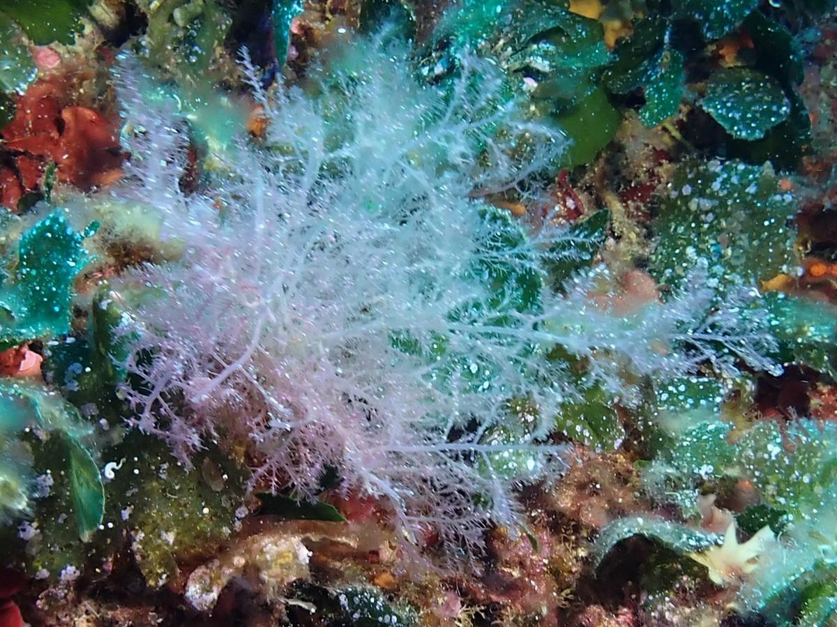 Algue rouge : Acrosymphyton pourpre ?