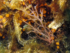 Algue rouge annelée à Port-Cros