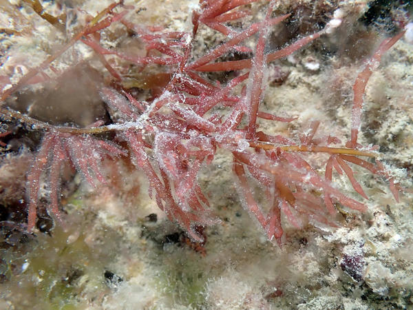 Algue rouge bretonne indéterminée