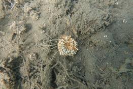 Algue rouge calcaire - type maerl