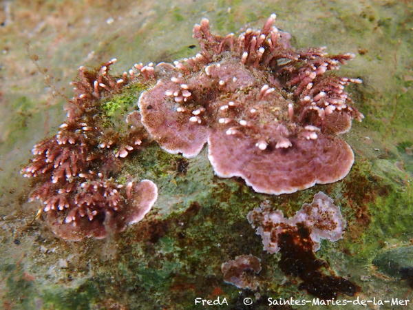 Algue rouge calcifiée buissonante