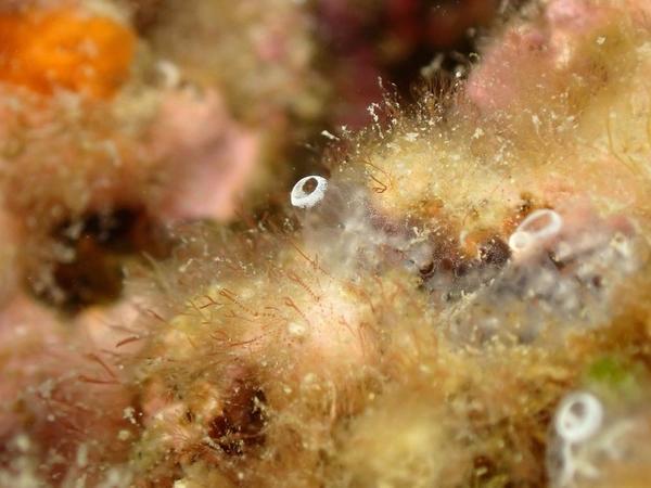 Algue rouge : Céramium ?