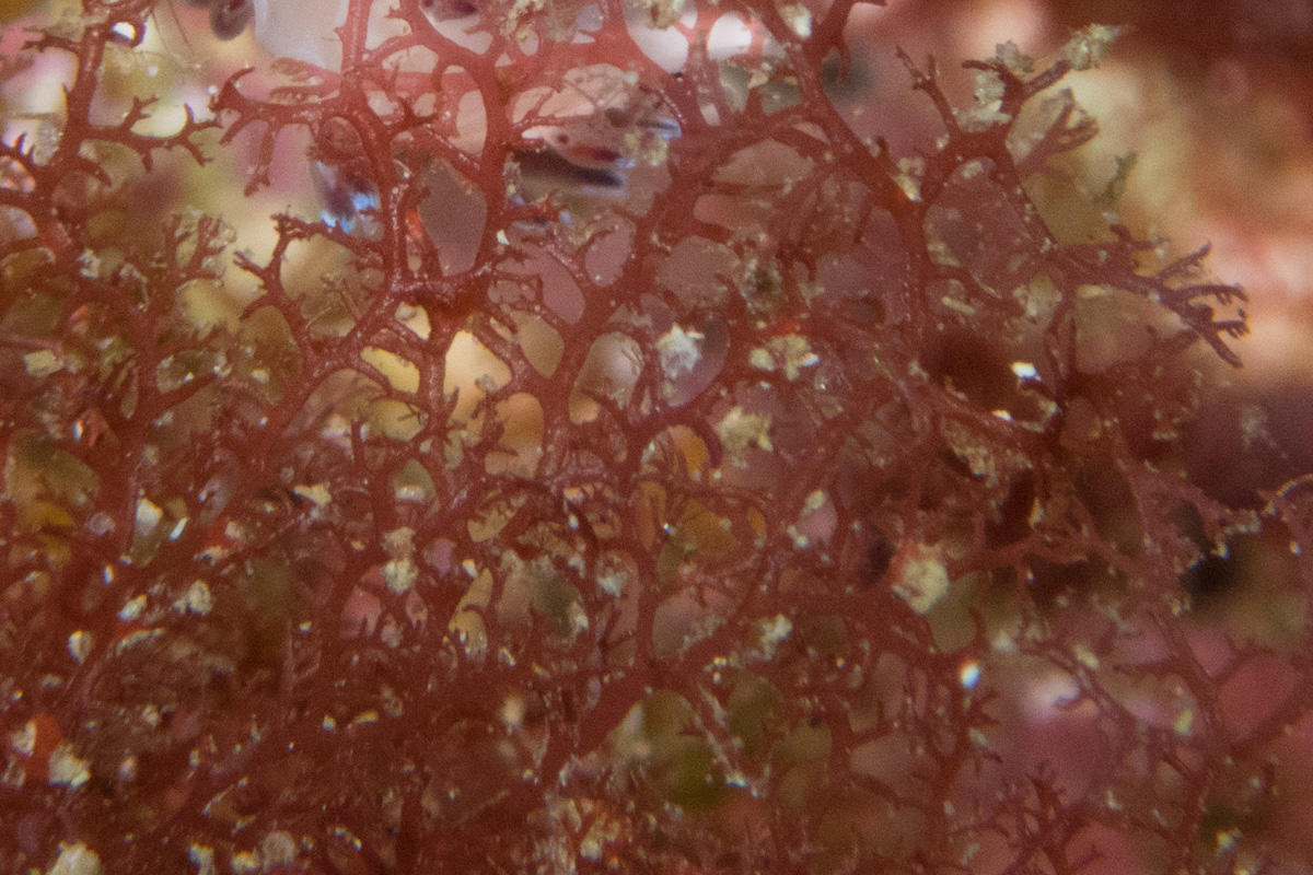 Algue rouge de Méditerranée