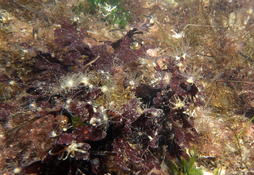 algue rouge de Thau, ENI?