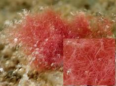 "Algue" rouge en Corse