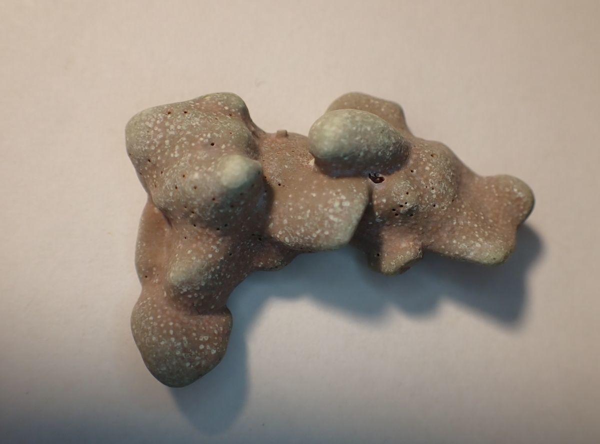 Algue rouge encroûtante ?