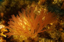Algue rouge érigée