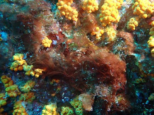 Algue rouge filamenteuse ?