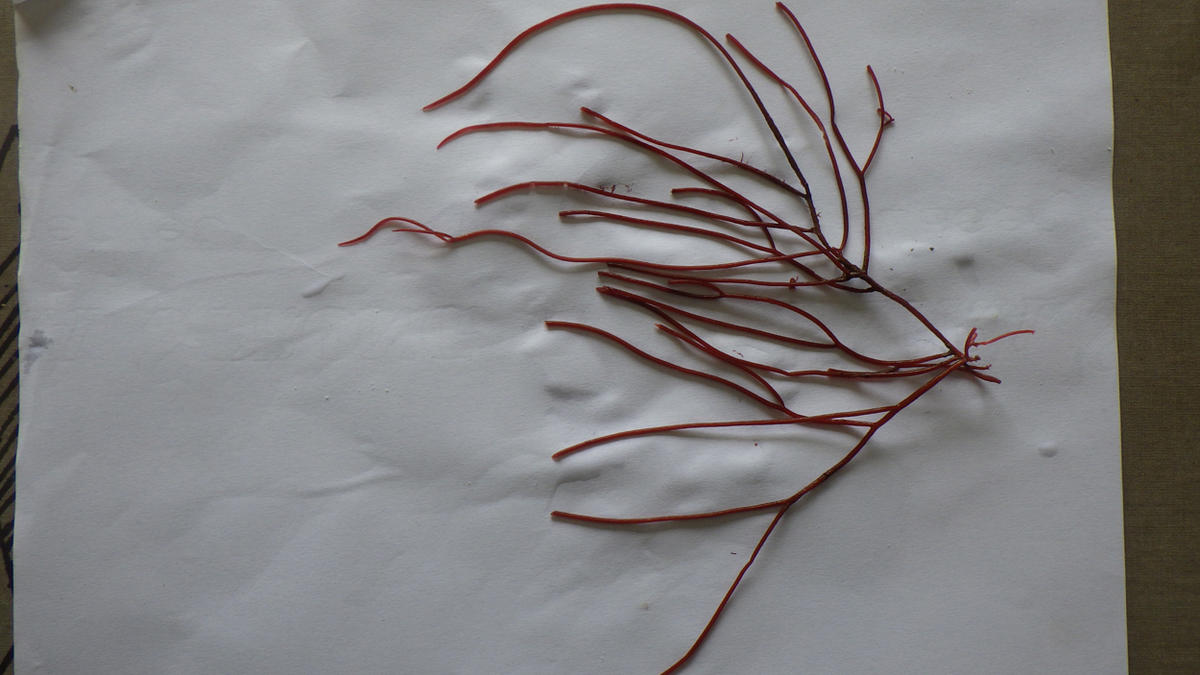 Algue rouge genre Ceramium ou autre ?
