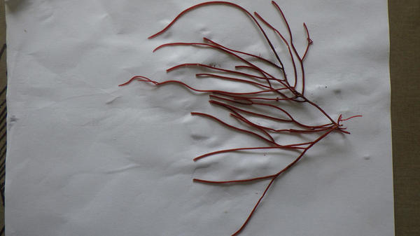 Algue rouge genre Ceramium ou autre ?