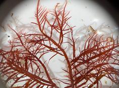 Algue rouge Grateloupia ?