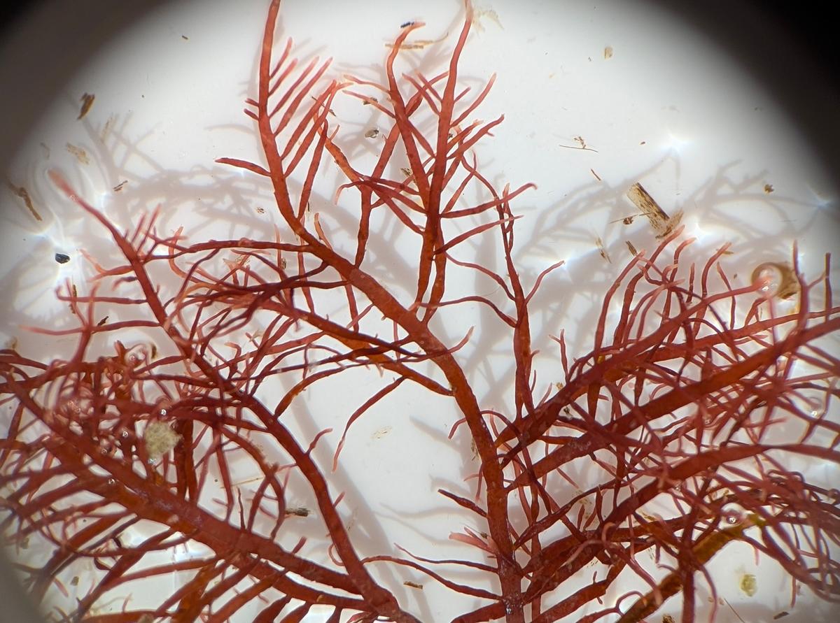 Algue rouge Grateloupia ?