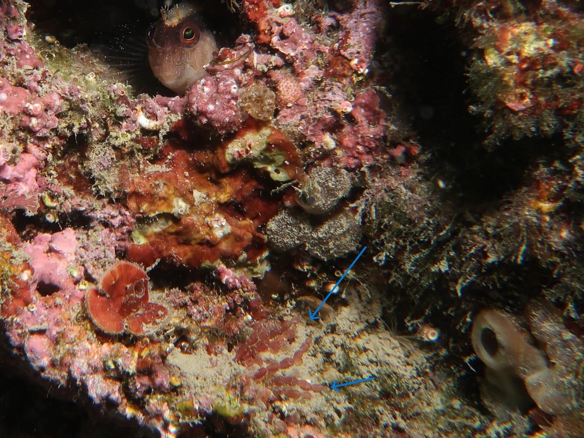 Algue rouge : Griffithsia ?
