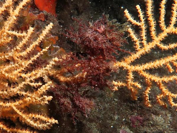 Algue rouge Laurencia ?