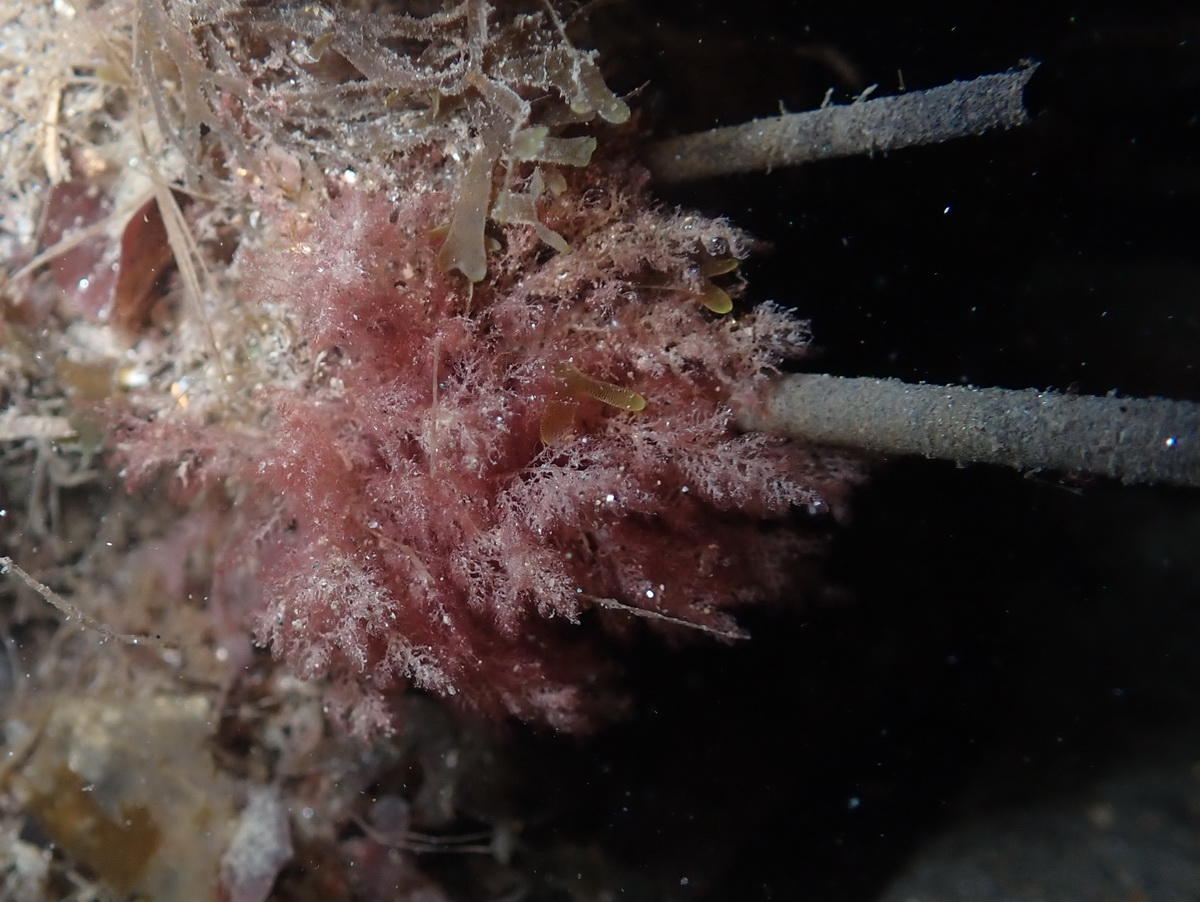 Algue rouge marseillaise