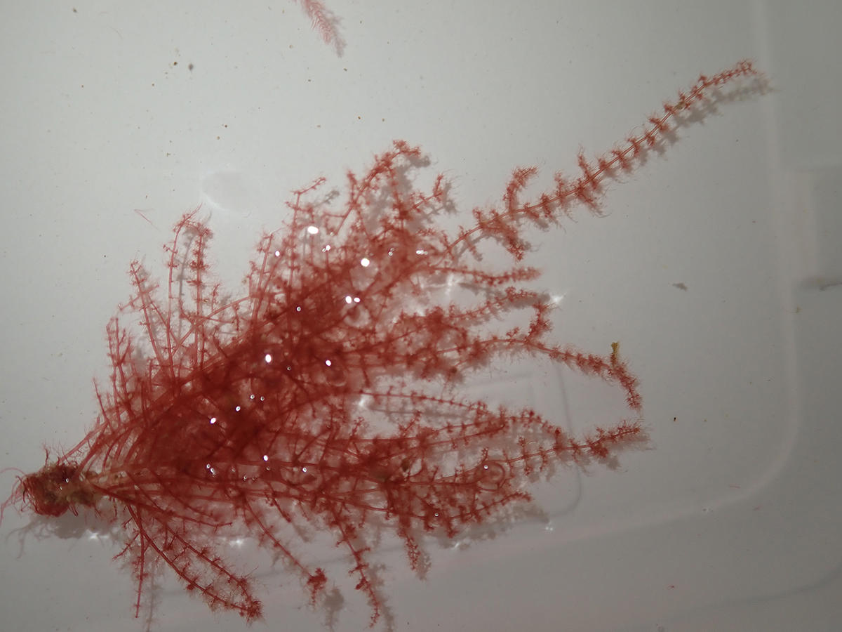 Algue rouge n°2 (Manche)