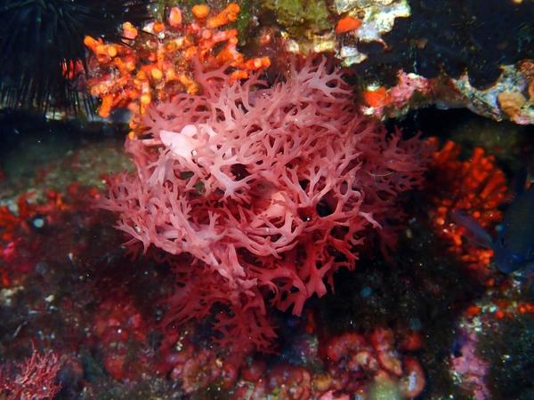 Algue rouge : Platoma ?