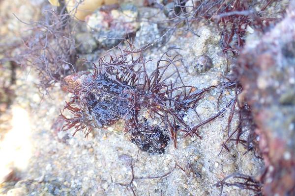 Algue rouge sur l'estran