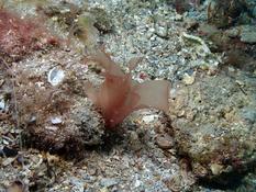 Algue rouge translucide : Sebdenia ?
