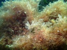 Algue rouge vaporeuse,