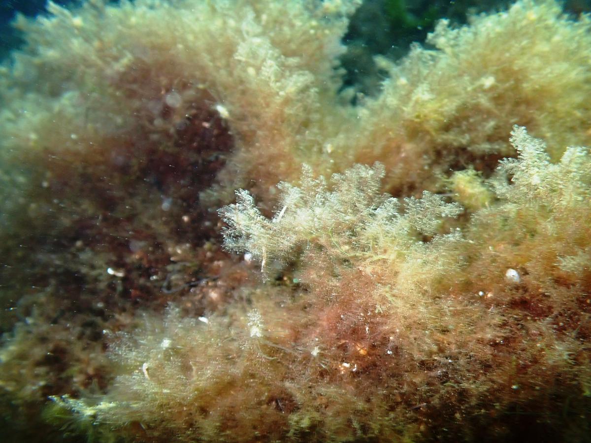Algue rouge vaporeuse,