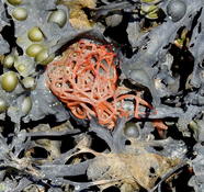 Algue rouge vermiforme