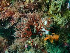 Algue rouge. Halimenia ?
