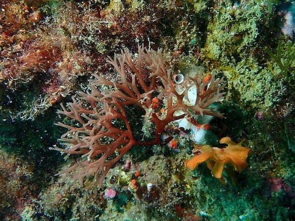 Algue rouge. Halimenia ?