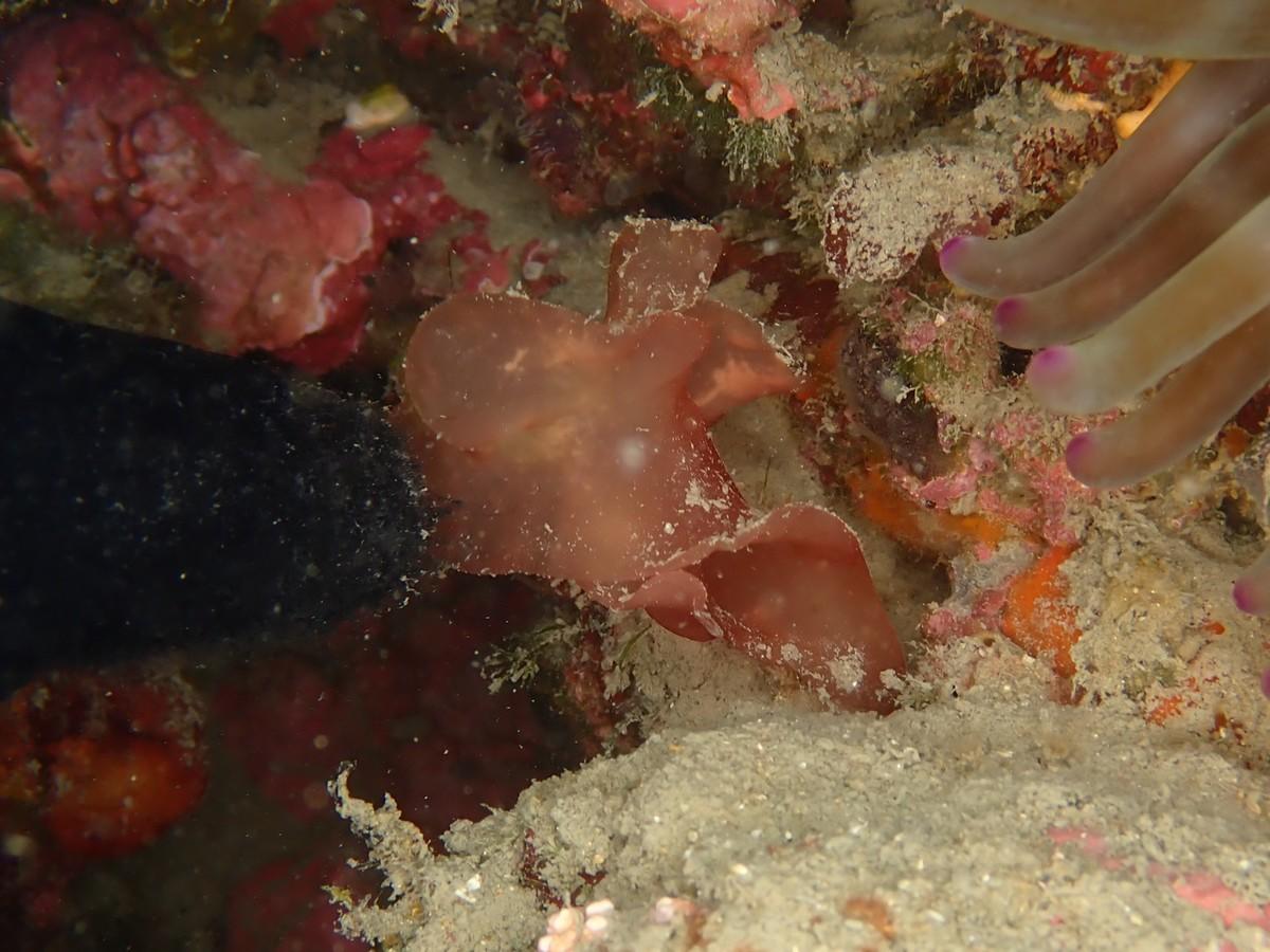 Algue rouge. Sebdenia ?