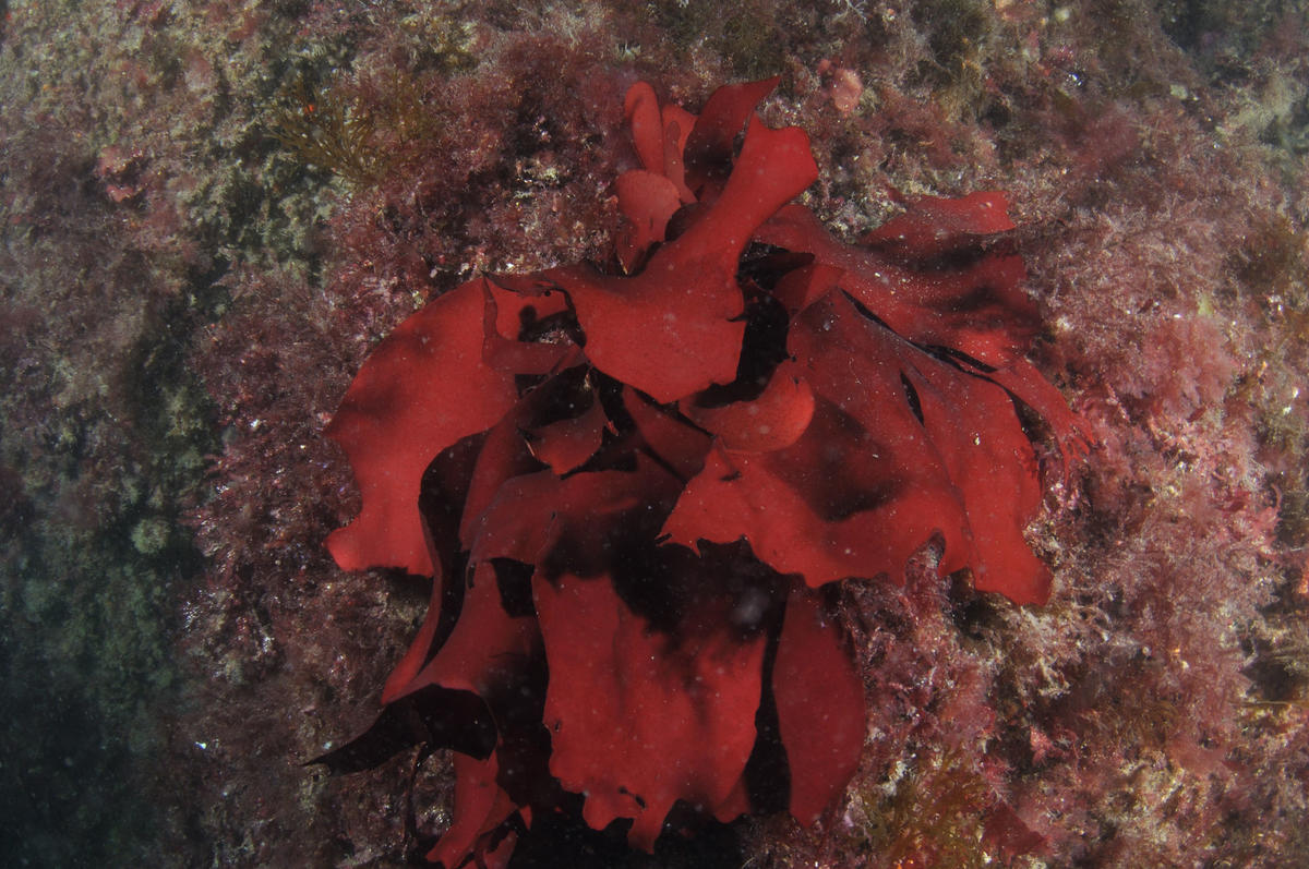 Algue rouge.Quelle espèce?