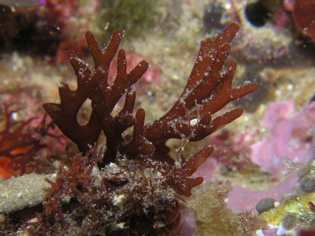 Bonjour.   <br />Cette algue rouge ressemble fortement à celle posté.   <br />Les “poils” ou Diatomées, avaient rendu l’indentification incertaine....