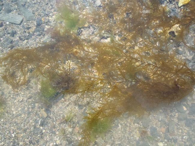 Voici la même algue dans l'eau.
