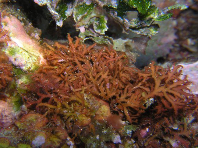 Bonjour.   <br />S’agit il de “Contarinia  squamariae”?   <br />Rencontré  beaucoup plus profond que les deux autres associés, -28m sur le  coralli...