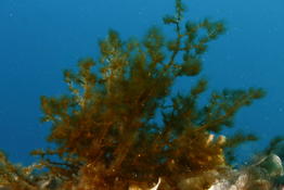Algue touffue La Ciotat Nereia filiformis?