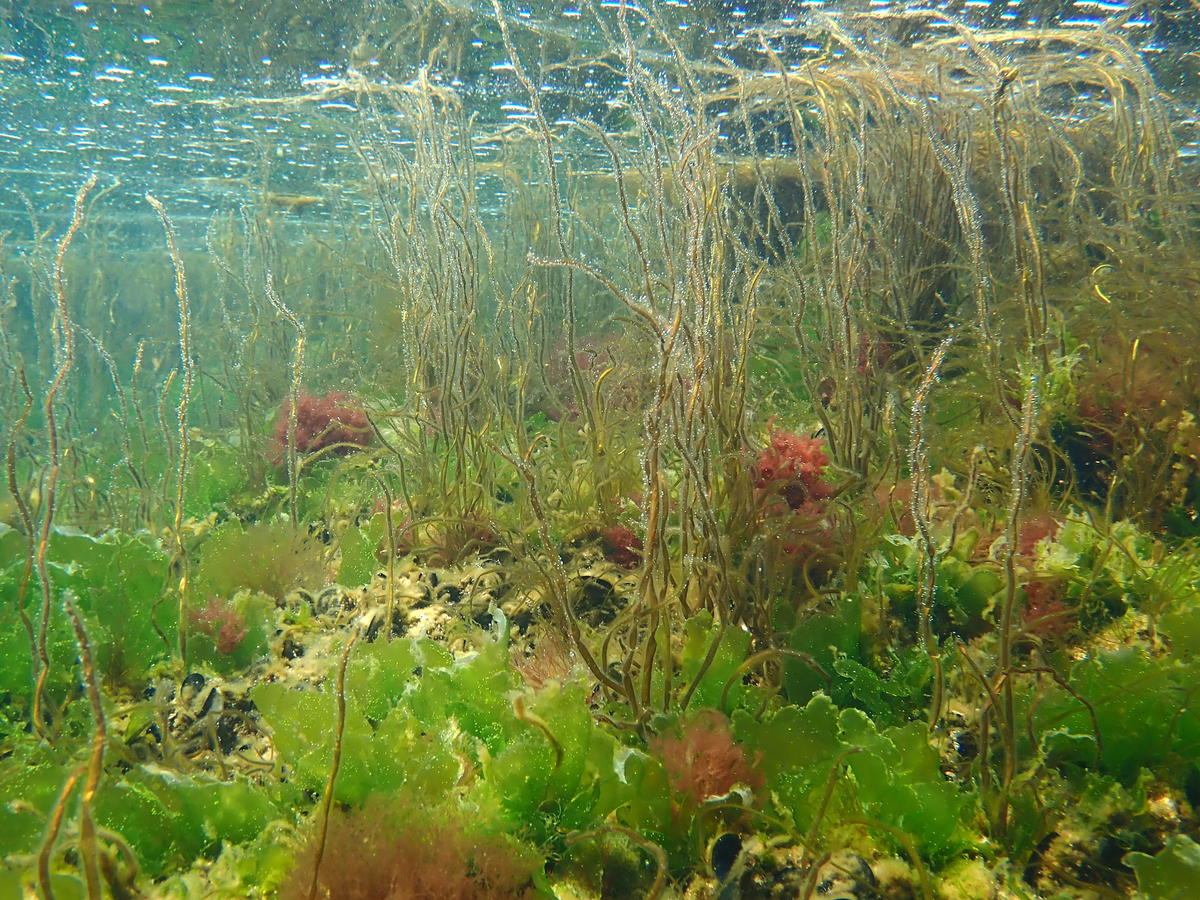 Algue tubuleuse brune par très petit fond dans l'étang de Berre