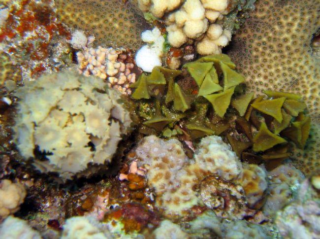 Dans le livre de Seaweed (Braune et Guiry) il y a un discription de deux alguesT. ornata a des dents de scie au tour de ses feuilles.T. turbinata n...