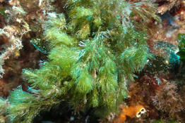 Algue verte