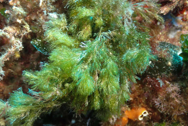 Algue verte