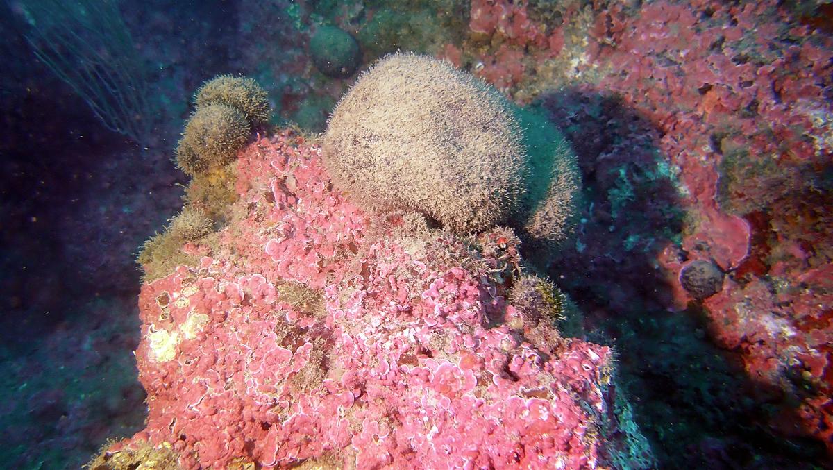 Algue verte beret basque ?