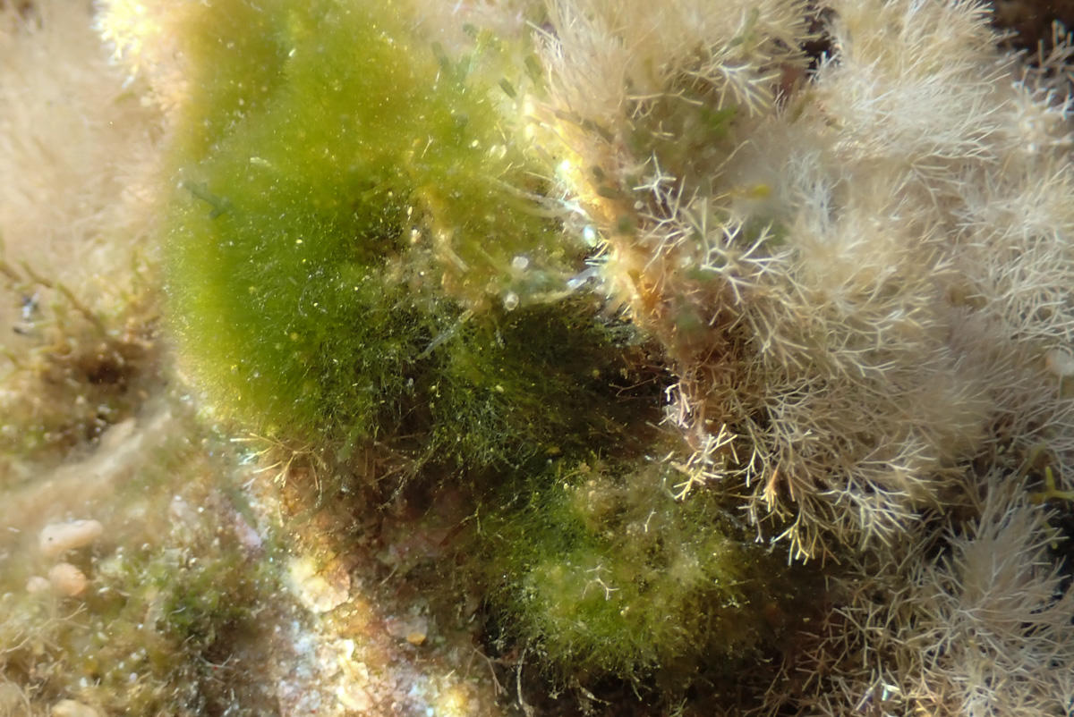 Algue verte dans quelques cm d'eau salée