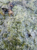 Algue verte filamenteuse de l'estran