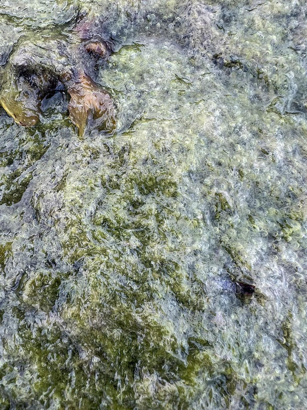 Algue verte filamenteuse de l'estran