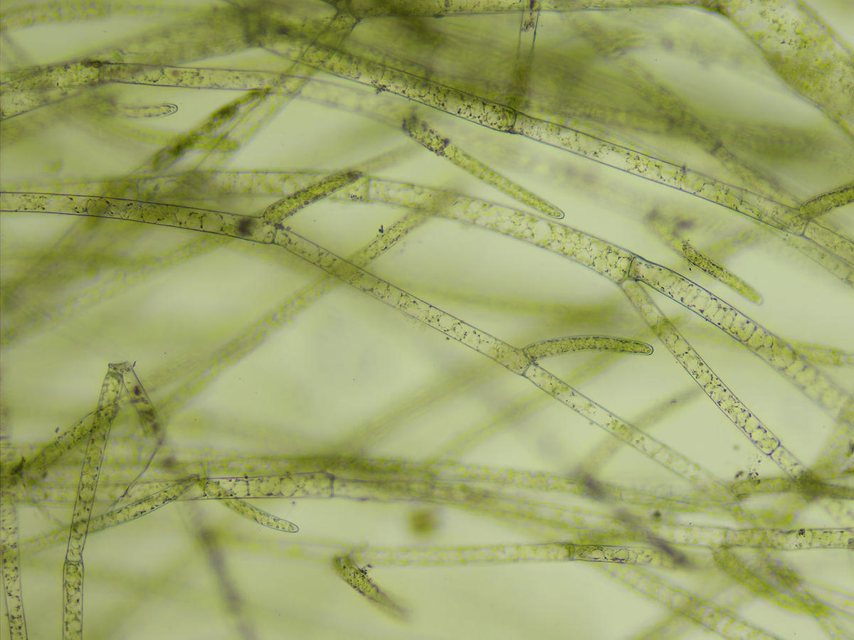 <p>Compte tenu des dimensions des thalles (très fins, 30 microns de diamètre pour les rameaux terminaux, environ 100 microns à la base), je pense q...