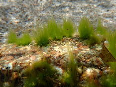 Algue verte ne Corse : Blindingia?
