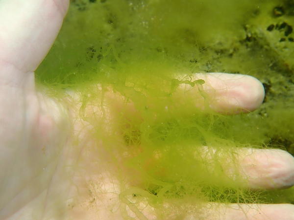 Algue verte tubuleuse en grosse masse libre dans l'étang de Berre