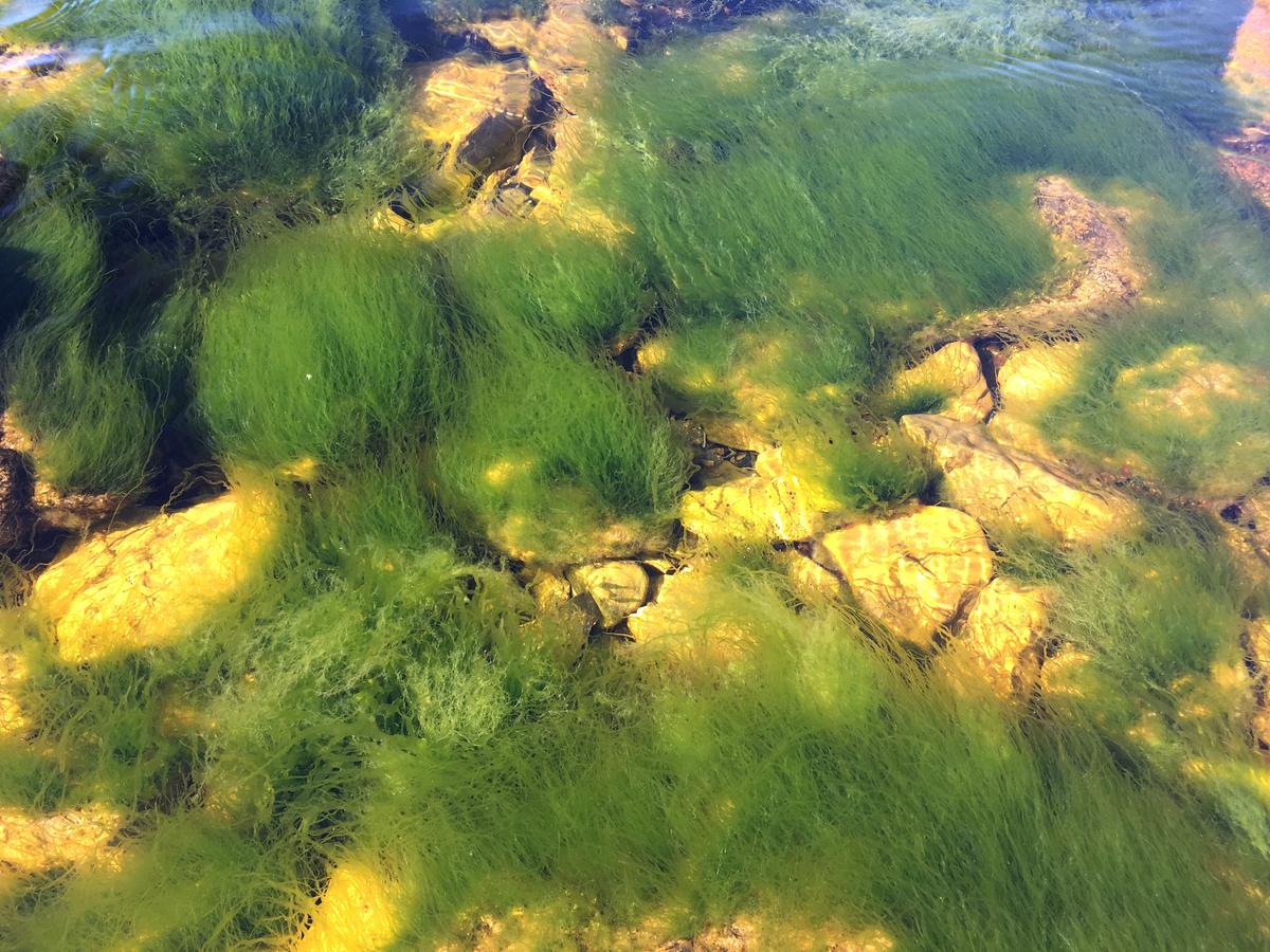 Algue verte tubuleuse gazonnante dans l'étang de Berre
