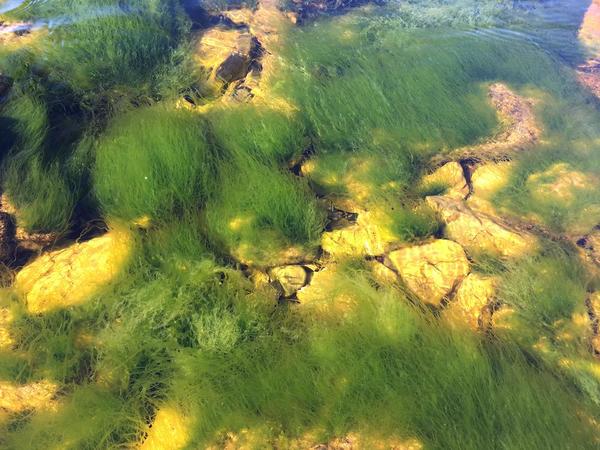 Algue verte tubuleuse gazonnante dans l'étang de Berre